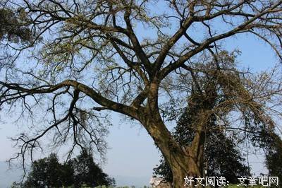 无法忘却的记忆