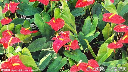 红掌