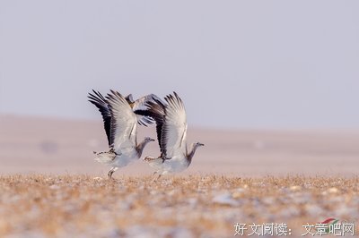 生命之美
