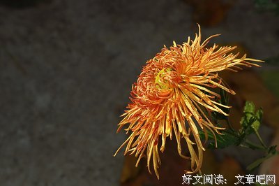 重阳暖菊