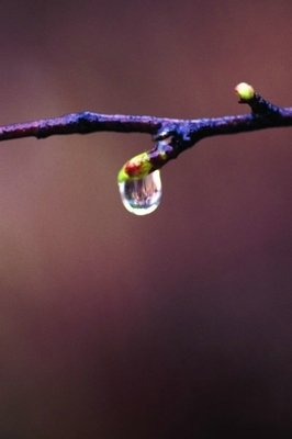 似水年华
