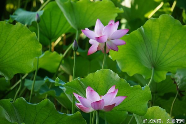 夏
