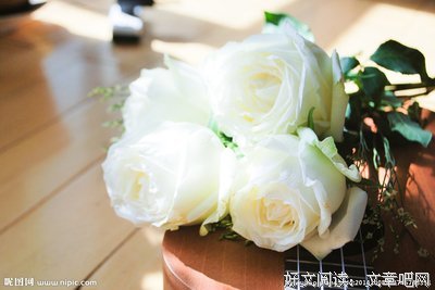 白玫瑰