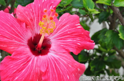 扶桑花