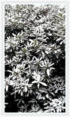 雪中景，雪中情