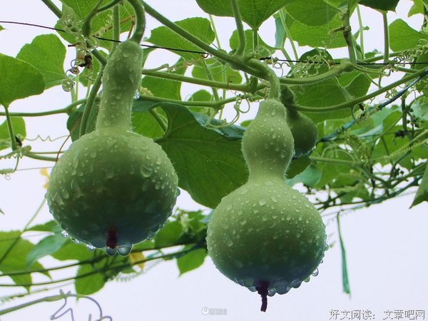 葫芦