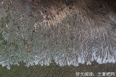 蔓延