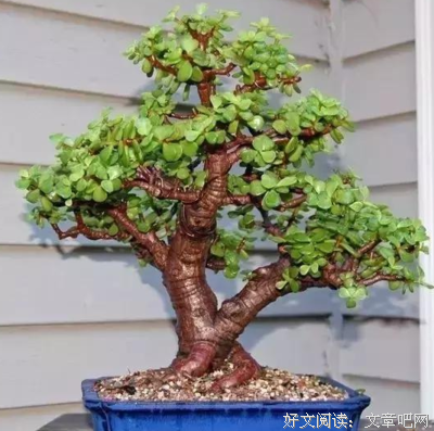 想开花的心
