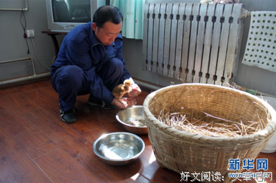 驯养