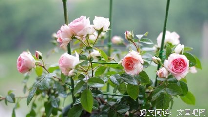 我剪下一朵月季花