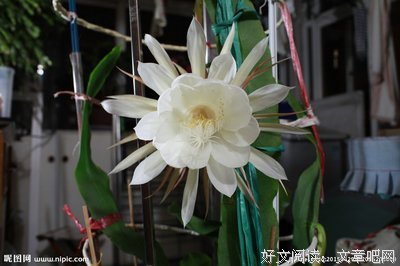 昙花一现的好转，让我倍加惜福