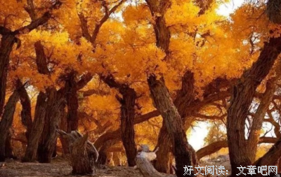向死而生的树