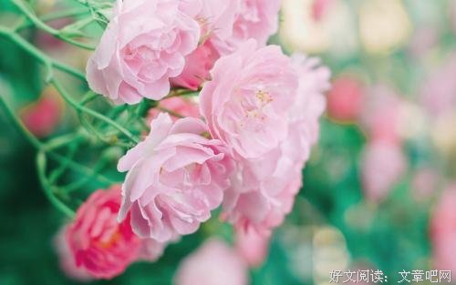 2018高考上海卷满分作文赏析——《风中的余香》