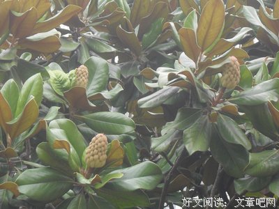 校园里的果实