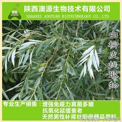 白柳