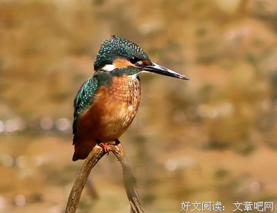 小翠