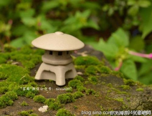 如果你没有办法让我在你身边长大