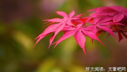 悟亲情>文章内容 精美散文欣赏 母亲的“坏脾气”