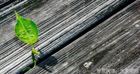 终归会有一粒种子适合它