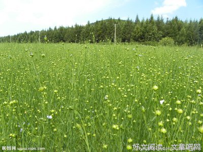 胡麻诗心