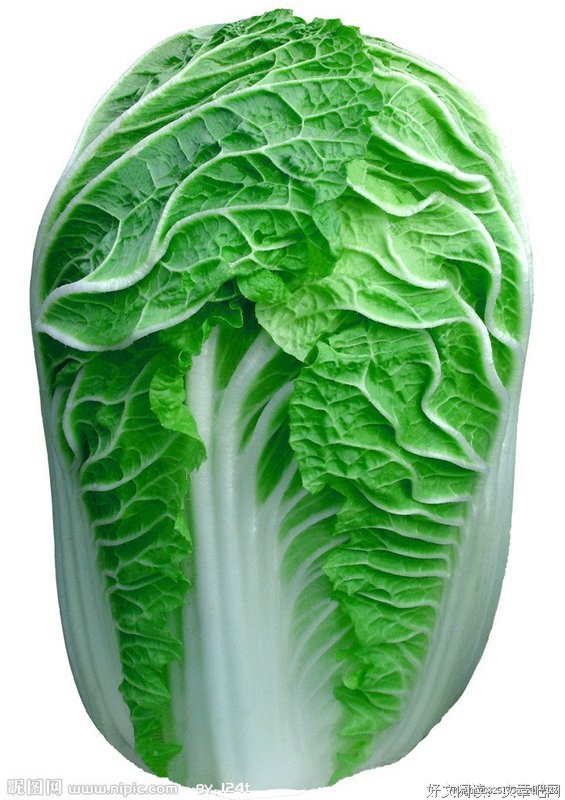 白菜