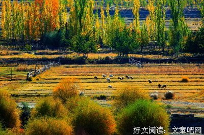 秋林拾秋
