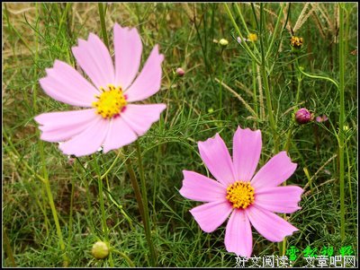 幸福花
