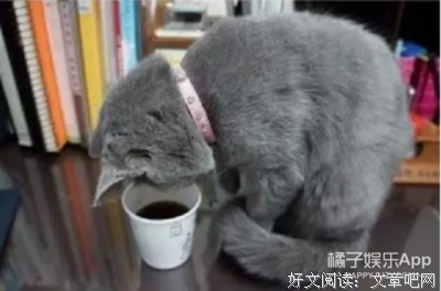 猫与可乐