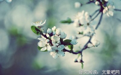 那些花儿