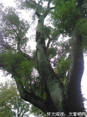 潇潇风雨兮又一年