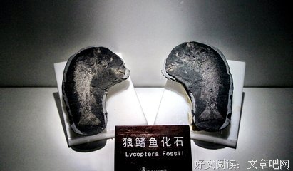 变成动物