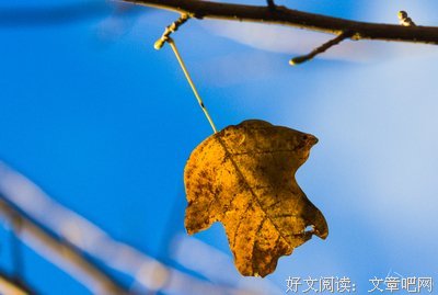 秋叶之静美