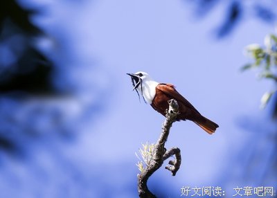 白伞