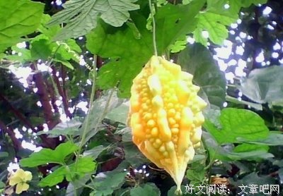 吃瓜童年