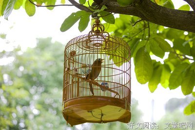 笼中鸟