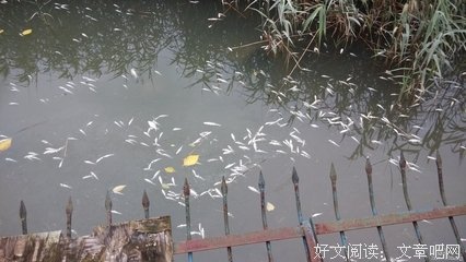 张网港河