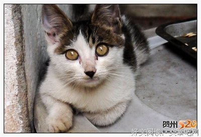 外婆的猫说