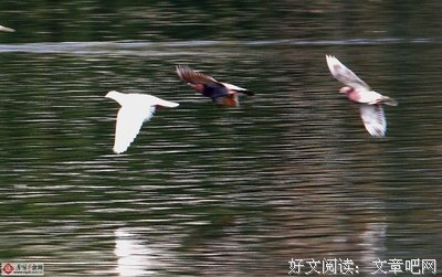 飞行的鸟