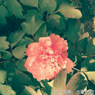 后来，我瞒着所有人爱了你很久很久