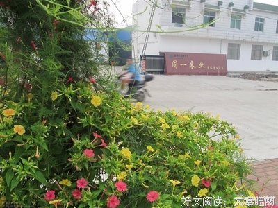 洗澡花