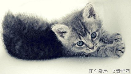 大然的猫