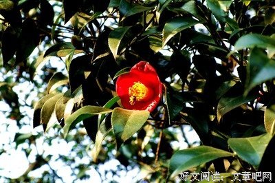 朱缨澹拂花