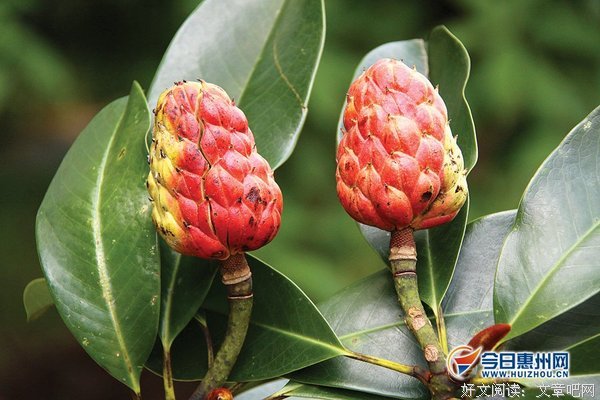 木莲