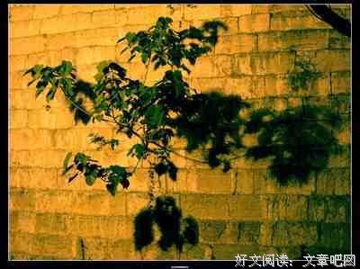城南花未落