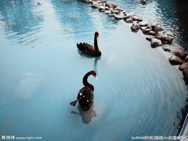 黑天鹅
