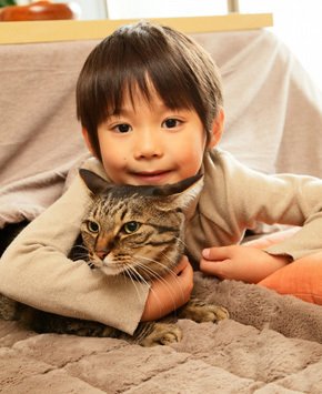 猫殇
