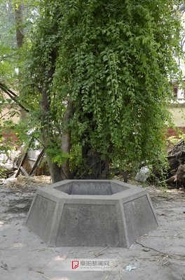老槐树下