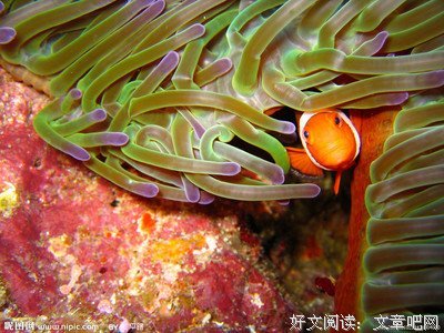 可爱的世界