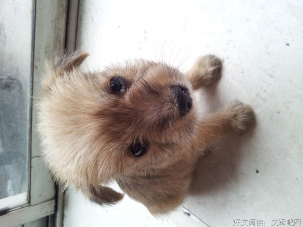 一只小狗