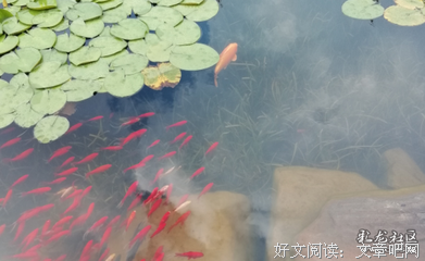 银槐树